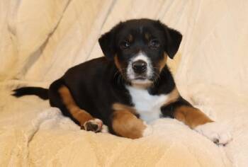 Huey -  Mixed Breed Dog for Adoption in Mesa, Arizona - Huey | PetCurious