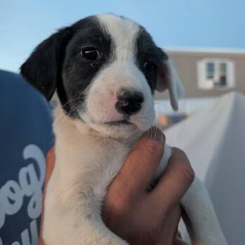 Nurse -  Mixed Breed Dog for Adoption in Park City, Utah - Nurse | PetCurious
