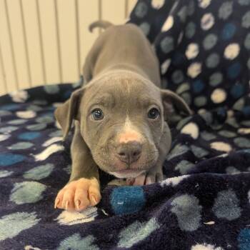 Tango -  Terrier Dog for Adoption in Jasper, Indiana - Tango | PetCurious