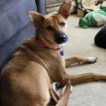 Rescue Shepherd and Mixed Breed Dogs for Adoption in Olathe, Kansas - Cutie Patootie | PetCurious