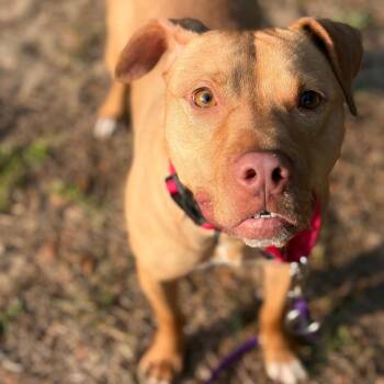 Mixed Breed Dogs Available for Adoption in Titusville, Florida - Baby | PetCurious