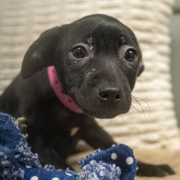 Lisk -  Terrier and Mixed Breed Dog for Adoption in Pawling, New York - Lisk | PetCurious