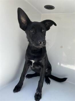 Rescue Labrador Retriever and Mixed Breed Dogs for Adoption in Houston, Texas - A643049 | PetCurious