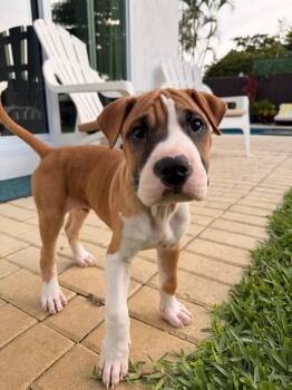 Shar Pei and Mixed Breed Dogs Available for Adoption in Sunrise, Florida - Anakin | PetCurious