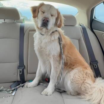 Thomas -  Golden Retriever and Great Pyrenees Dog for Adoption in Wadena, Minnesota - Thomas | PetCurious