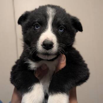 Mixed Breed Dogs Available for Adoption - Ghirardelli | PetCurious