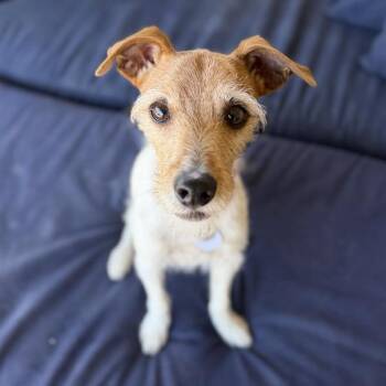 Jackson -  Jack Russell Terrier Dog for Adoption in Ramona, California - Jackson | PetCurious