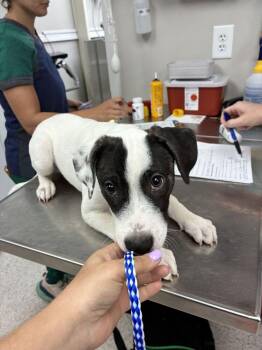 Pepper -  Jack Russell Terrier Dog for Adoption in Marietta, Georgia - Pepper | PetCurious