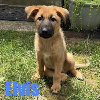 Elvis -  Hound and Mixed Breed Dog for Adoption in Ellicott City, Maryland - Elvis | PetCurious