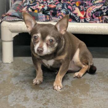 Dottie -  Chihuahua Dog for Adoption in Brockton, Massachusetts - Dottie | PetCurious