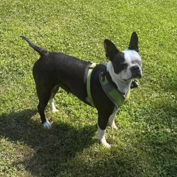 Jasmine in NE -  Boston Terrier Dog for Adoption - Jasmine In NE | PetCurious