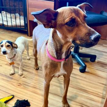 Mixed Breed Dogs Available for Adoption in Bend, Oregon - Xena | PetCurious