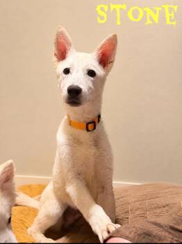 Stone -  German Shepherd Dog and Alaskan Malamute Dog for Adoption in Pleasant Hill, California - Stone | PetCurious