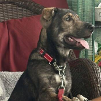 Lucas -  Shepherd and Husky Dog for Adoption in King City, Ontario - Lucas | PetCurious
