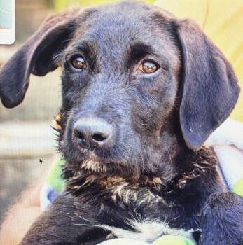 Black Labrador Retriever and Schnauzer Dogs Available for Adoption in Conway, South Carolina - Emily-Sweet Survivor Seeks Her Happy Ever After! | PetCurious