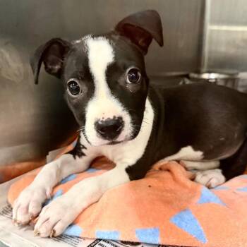 Rapunzel -  Pit Bull Terrier Dog for Adoption in Parrish, Alabama - Rapunzel | PetCurious