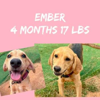 Ember -  Hound and Mixed Breed Dog for Adoption in Partlow, Virginia - Ember | PetCurious