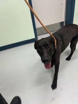 Sal -  Labrador Retriever and Mixed Breed Dog for Adoption in Savannah, Georgia - Sal | PetCurious