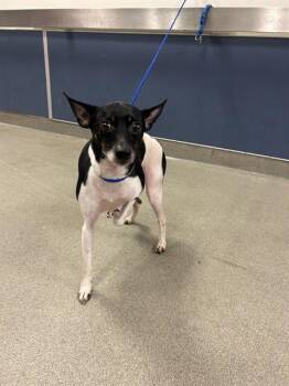 Rat Terrier and Mixed Breed Dogs Available for Adoption in Doral, Florida - NIKO | PetCurious