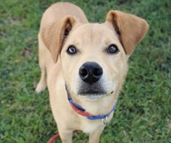 Rescue Labrador Retriever Dogs for Adoption in Washington, District Of Columbia - Pup Homer | PetCurious