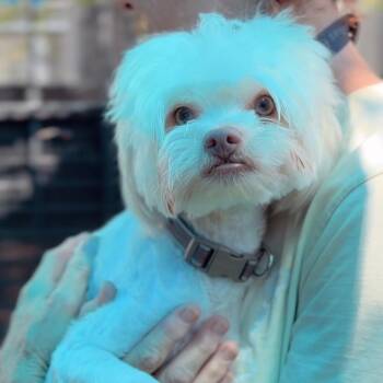 Zandor -  Maltese Dog for Adoption in Saint Charles, Missouri - Zandor | PetCurious