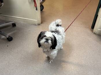 Rescue Shih Tzu Dogs for Adoption in Pasadena, California - A525345 | PetCurious