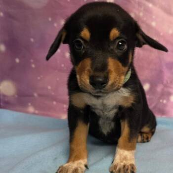 Mel -  Mixed Breed Dog for Adoption in Fort Collins, Colorado - Mel | PetCurious