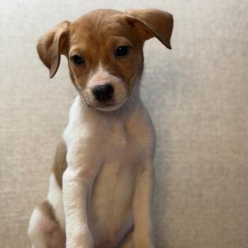 Terrier and Husky Dogs Available for Adoption - Pinkie | PetCurious