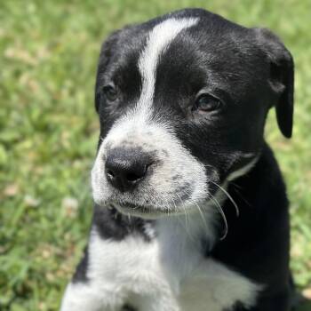 Labrador Retriever Dogs Available for Adoption - Ally | PetCurious