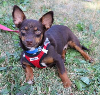 Rebecca -  Chihuahua Dog for Adoption in Harrison, New York - Rebecca | PetCurious