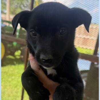 Aero -  Mixed Breed Dog for Adoption in Allentown, Pennsylvania - Aero | PetCurious