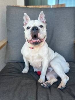 Rescue French Bulldog Dogs for Adoption in Mesa, Arizona - Opal | PetCurious