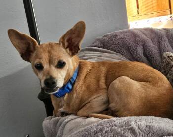 Rescue Chihuahua Dogs for Adoption in Livermore, California - Eva | PetCurious