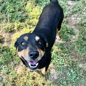 Hound Dogs Available for Adoption in Parrish, Alabama - Joslin | PetCurious