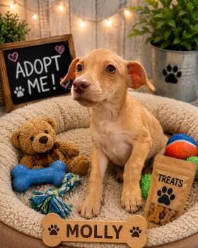 Molly -  Chihuahua and Terrier Dog for Adoption in San Tan Valley, Arizona - Molly | PetCurious