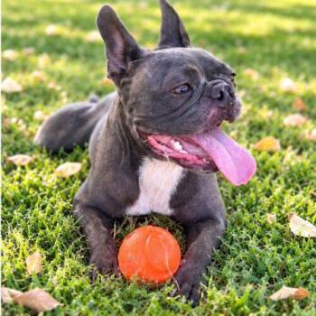 Stormy -  French Bulldog Dog for Adoption in Coachella, California - Stormy | PetCurious