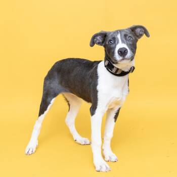 Lily multi color collar -  Mixed Breed Dog for Adoption in Franklin, Tennessee - Lily Multi Color Collar | PetCurious