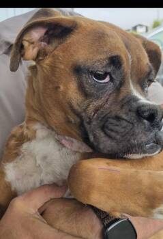 Rescue Boxer Dogs for Adoption in Fort Stockton, Texas - Zendaya | PetCurious