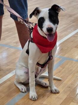 Rescue Jack Russell Terrier Dogs for Adoption in Rutherfordton, North Carolina - Spot | PetCurious