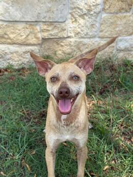 DOBEY -  Chihuahua Dog for Adoption in Sugar Land, Texas - DOBEY | PetCurious
