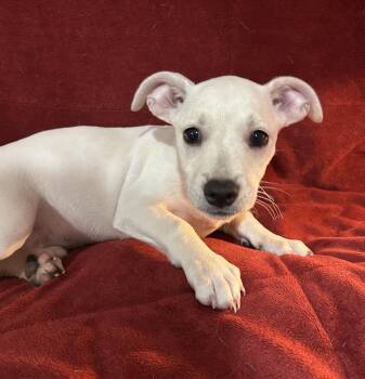 Cairn Terrier Dogs Available for Adoption - Jack | PetCurious