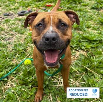 Gabby -  Pit Bull Terrier Dog for Adoption in Naperville, Illinois - Gabby | PetCurious