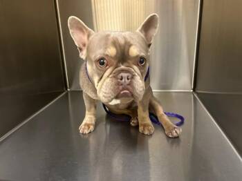 French Bulldog Dogs Available for Adoption - DOBBY | PetCurious
