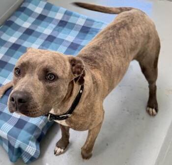 Mixed Breed Dogs Available for Adoption in Daytona Beach, Florida - Leia - 2 | PetCurious