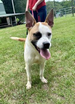 Rescue Boxer and Terrier Dogs for Adoption in Douglasville, Georgia - Roger | PetCurious