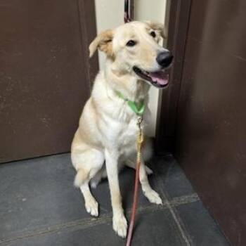 Silver -  Labrador Retriever Dog for Adoption in Springfield, Missouri - Silver | PetCurious