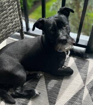 Rescue Schnauzer Dogs for Adoption - Bib Marley | PetCurious