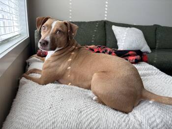 Scout -  Vizsla Dog for Adoption in Houston, Texas - Scout | PetCurious