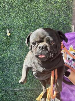 61136887 -  Pug and Mixed Breed Dog for Adoption in El Paso, Texas - 61136887 | PetCurious