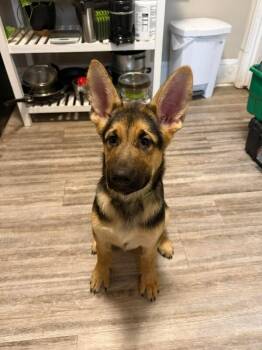 Mixed Breed Dogs Available for Adoption - Knox | PetCurious